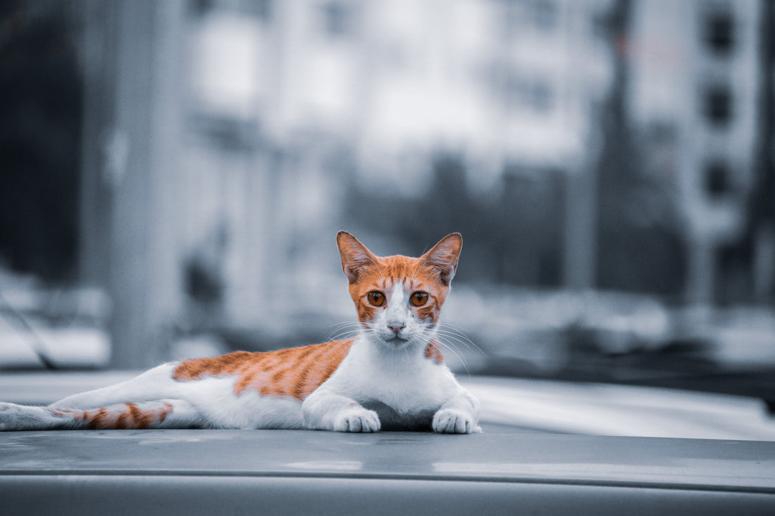 Katze miaut ständig MICRO RENTI