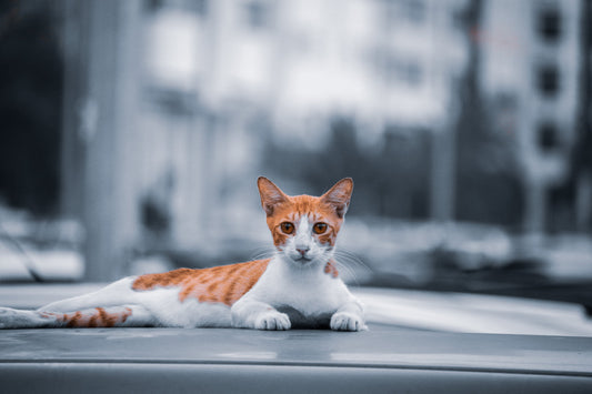 Katze miaut ständig MICRO RENTI