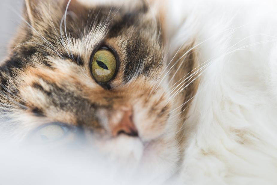 Katze will nicht kuscheln Tipps MICRO RENTI